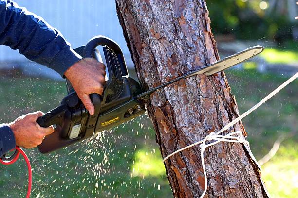 Professional Tree Care in Long Beach, MS